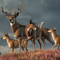 White Tailed Deer Family